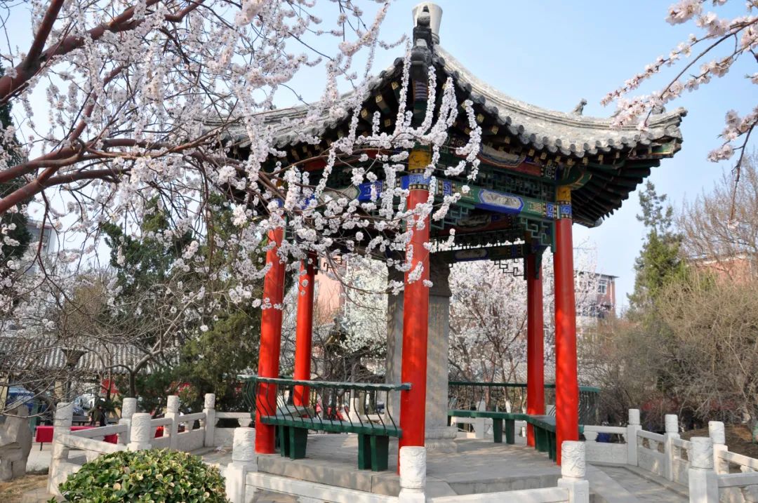 云赏花模式开启第31届天津运河桃花文化商贸旅游节来了