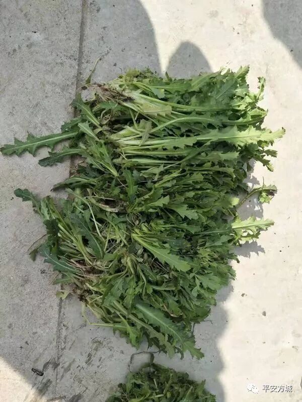 种罂粟幼苗1150株当菜吃？想法太幼稚