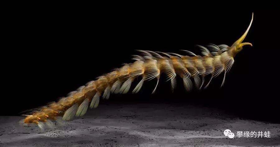 地球演义 第八十五回little Bully 攀缘的井蛙 微信公众号文章阅读 Wemp