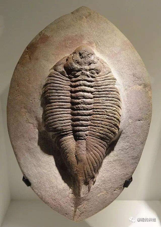 uralichas hispanicus化石,它生活在奥陶纪中期.图片来源自wikimedia.