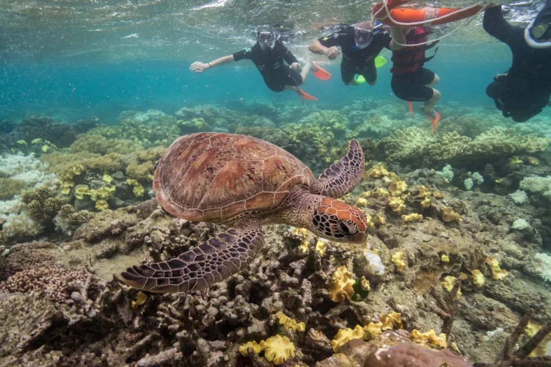 大堡礁守护者 海洋生物学家的一天_印度_新闻_华人头条