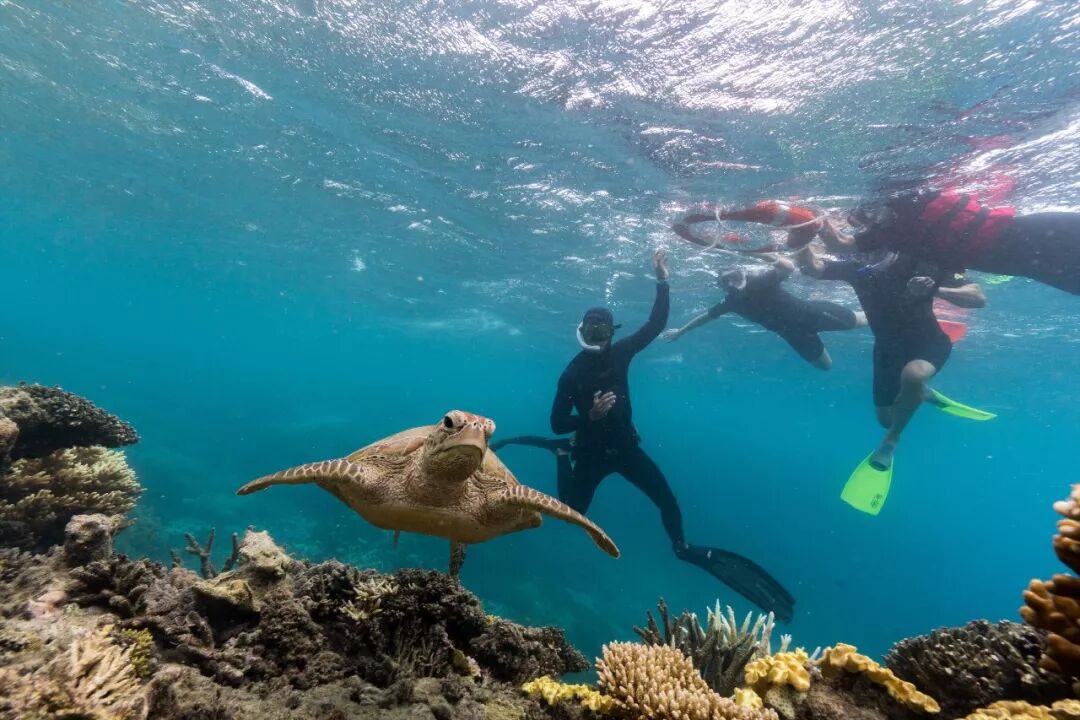 大堡礁守护者 – 海洋生物学家的一天
