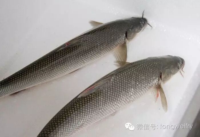 【技术】大鳞鲃繁殖生物学