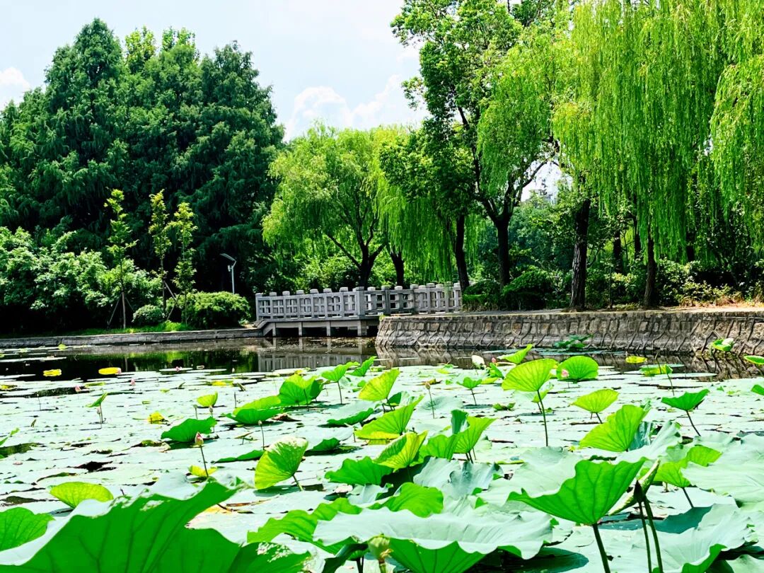 满眼青绿宝山这座公园你去过吗