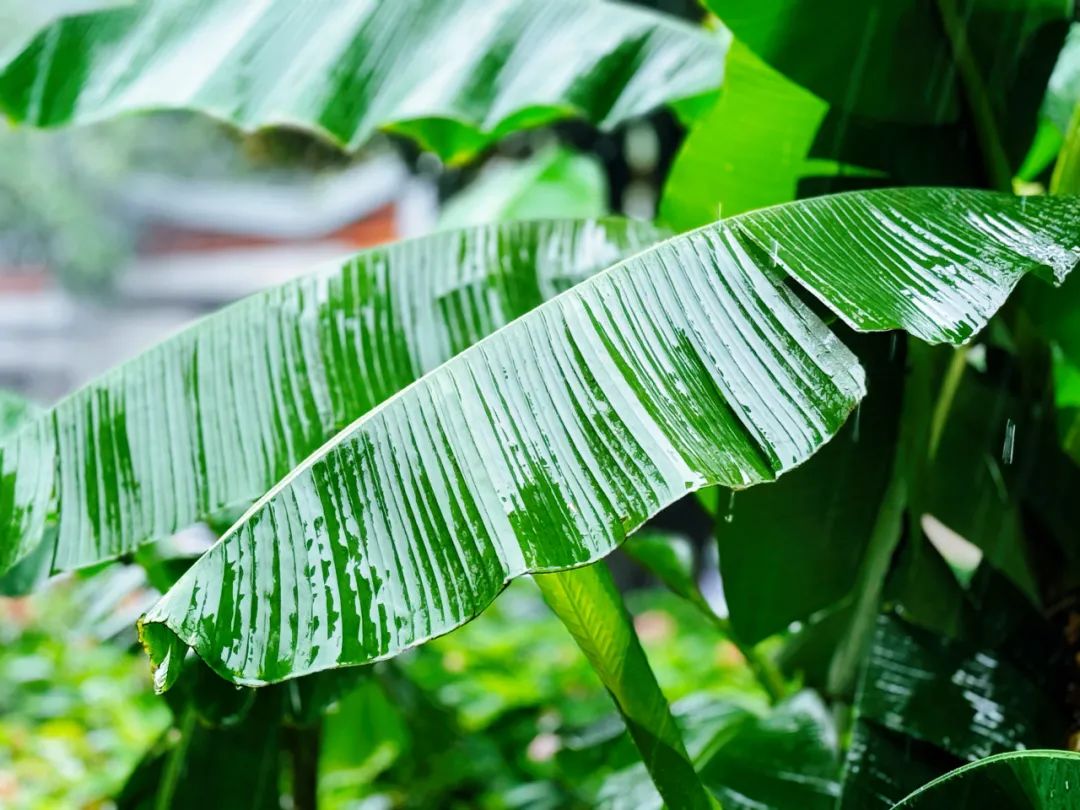 细听雨打芭蕉,一同去寻蓬勃新绿