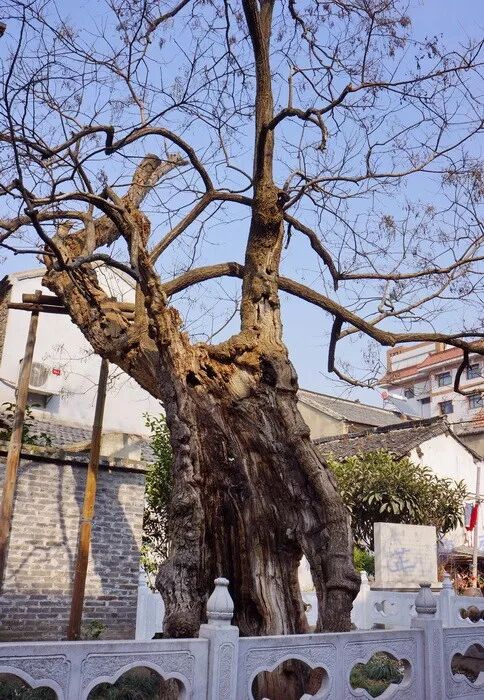 花间事橙光游戏_花间事果喵女尊txt_花间淫事小说