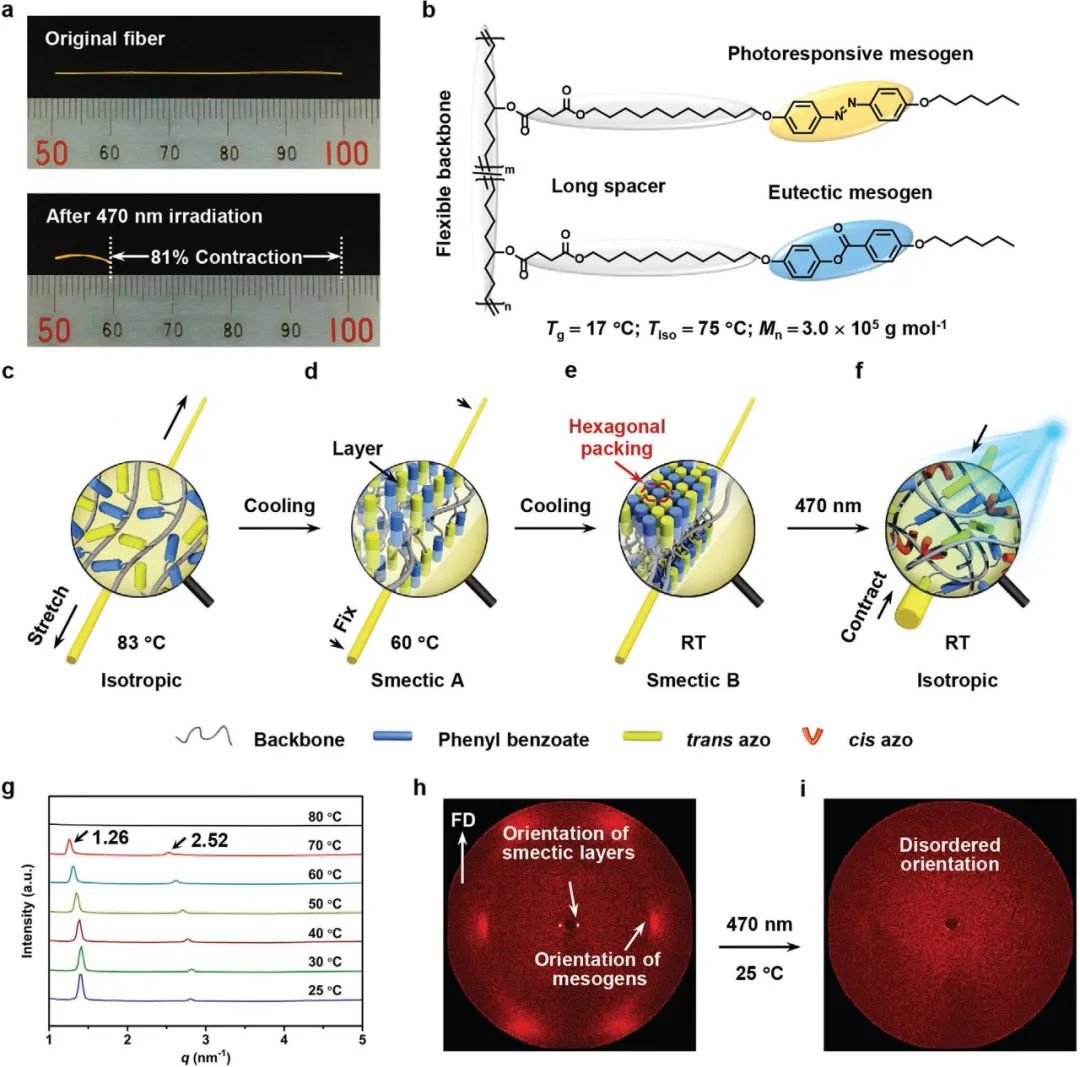 复旦大学俞燕蕾团队 Afm 81 可释放应变储能的液晶聚合物纤维创造光致一维收缩率的新纪录 高分子科学前沿 微信公众号文章阅读