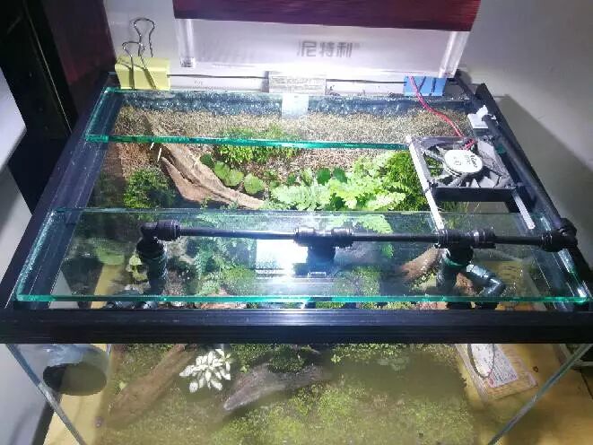 省钱 金鱼缸破了不要扔 改造成雨林缸啦 金鱼的王者 微信公众号文章阅读 Wemp
