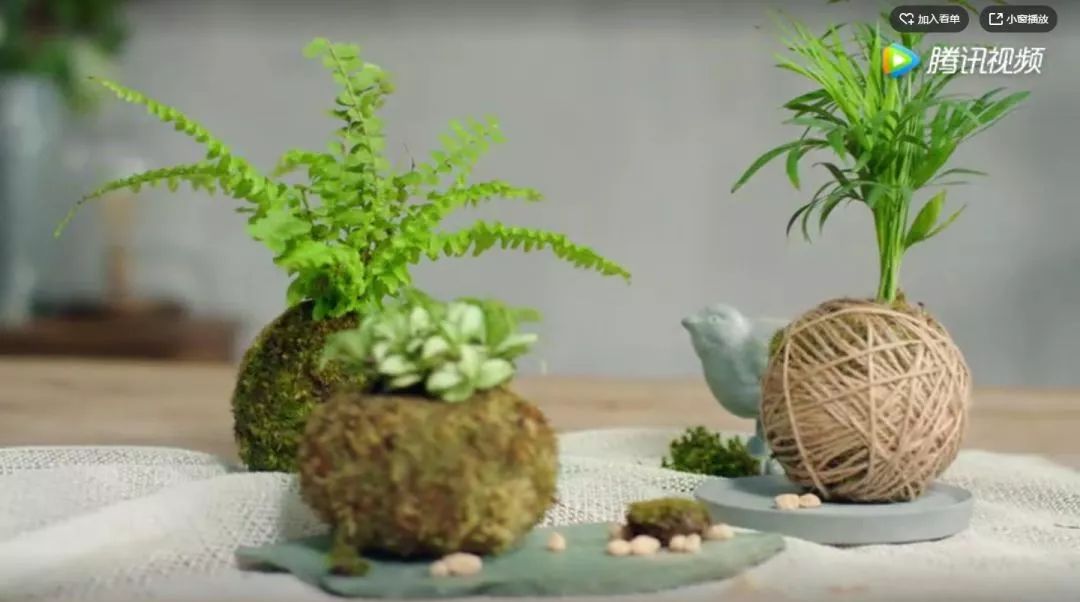 3分钟教你制作日本最有特色的 苔玉 苔藓也可以玩出新花样 方寸水景 微信公众号文章阅读 Wemp