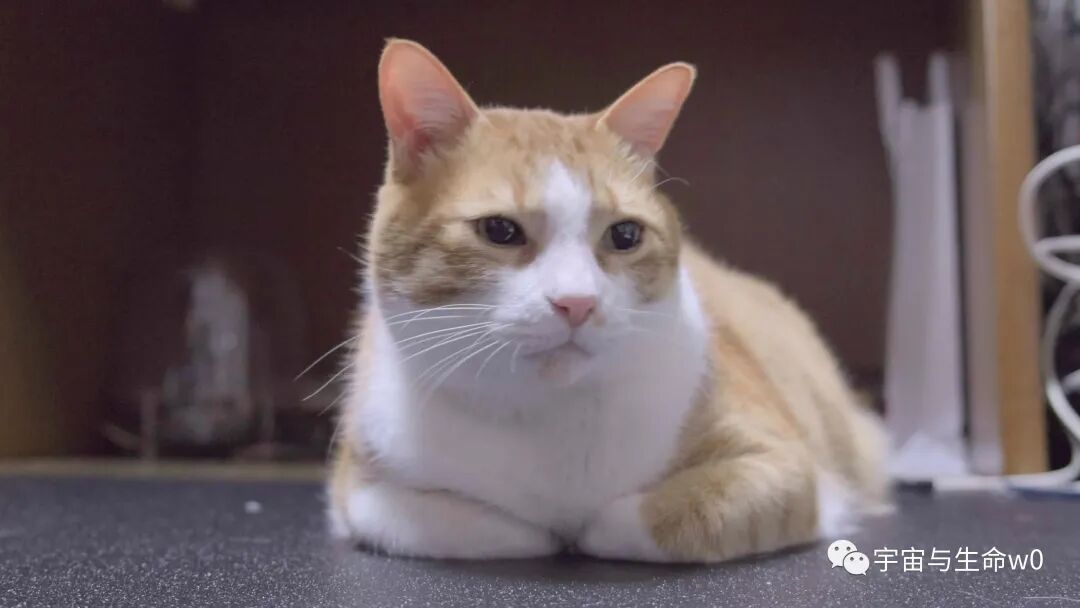 当你看见这只猫，还看不透吗？ - 全网搜 - 猫 上 目