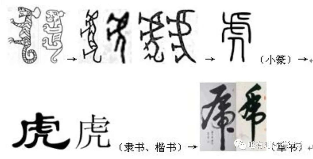 仇老师讲汉字 十二生肖里的汉字文化 虎 小学生学习报 微信公众号文章阅读 Wemp