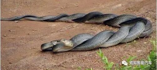 目标检测：Nms-Free时代的图4