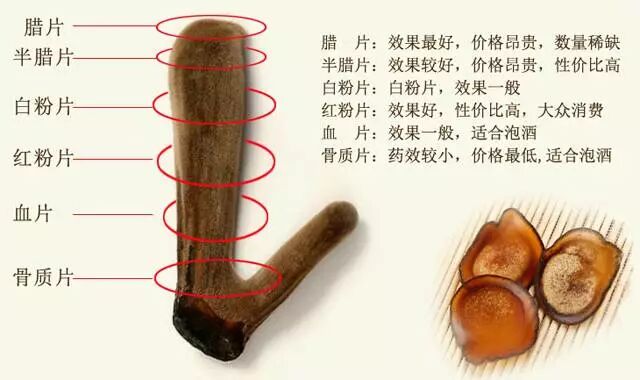 鹿茸不单单是补肾，那么年轻人能吃鹿茸吗？6类人群最需要