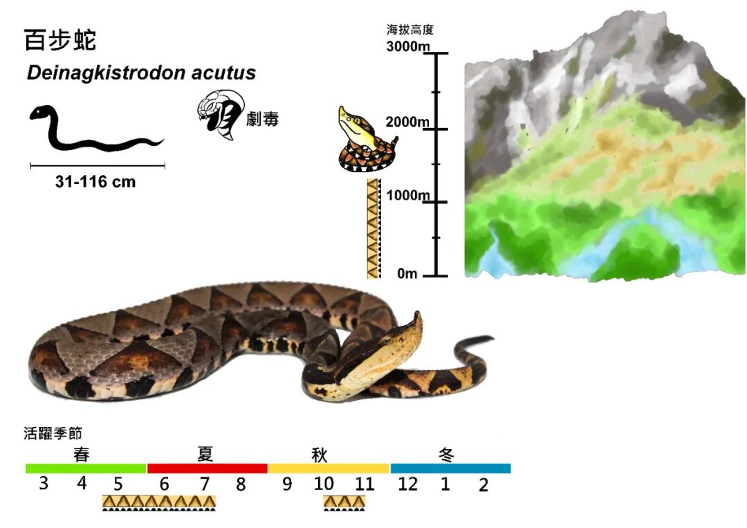 梦探土中蛇影,从微小至巨蟒的深层解析 梦探土中蛇影,从微小至巨蟒的深层解析