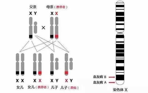 被《工作細胞》刷屏後 你該知道凝血瀑布是什麼了吧？ 動漫 第8張