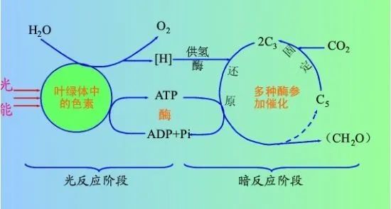 作为头号碳排放国，中国“固碳”的能力有多强？(图4)