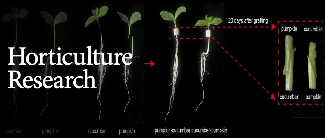 Hortic Res 糖促进黄瓜 南瓜嫁接接口愈合的分子机制 园艺研究 微信公众号文章 微小领