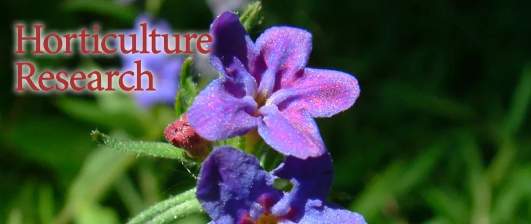 Hortic Res 普渡大学发布紫草基因组 为紫草素 紫草红生物合成的进化起源提供新见解 植物生物技术pbj 微信公众号文章阅读