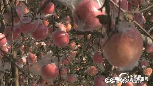 致富经视频下载官方网站_致富经全部视频_致富小视频加工厂