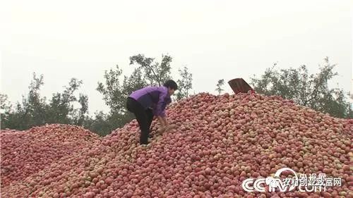致富经视频下载官方网站_致富经全部视频_致富小视频加工厂
