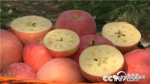 致富经全部视频_致富小视频加工厂_致富经视频下载官方网站