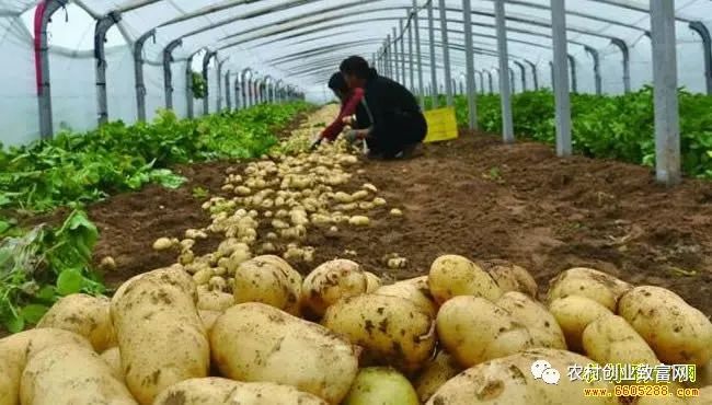 为什么人家种植土豆能赚钱？