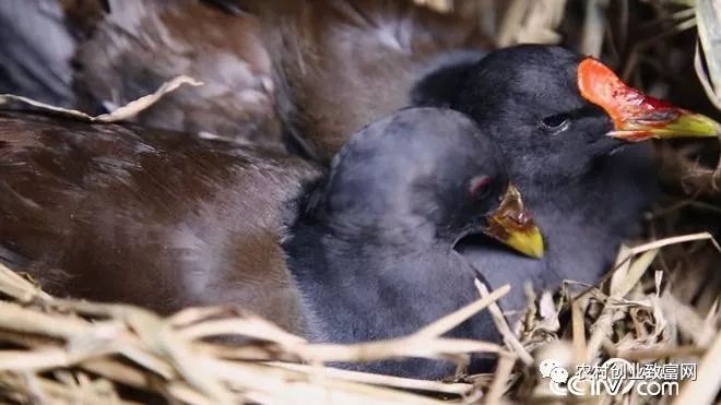 致富张安平小说_致富张大良养黄鳝视频_致富经张