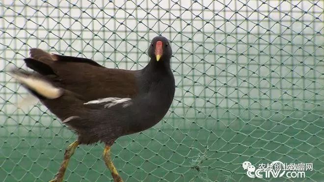 致富张大良养黄鳝视频_致富张安平小说_致富经张