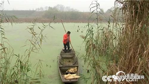 致富鸡汤_致富经鸡_致富鸡用淘汰蛋鸡赚钱