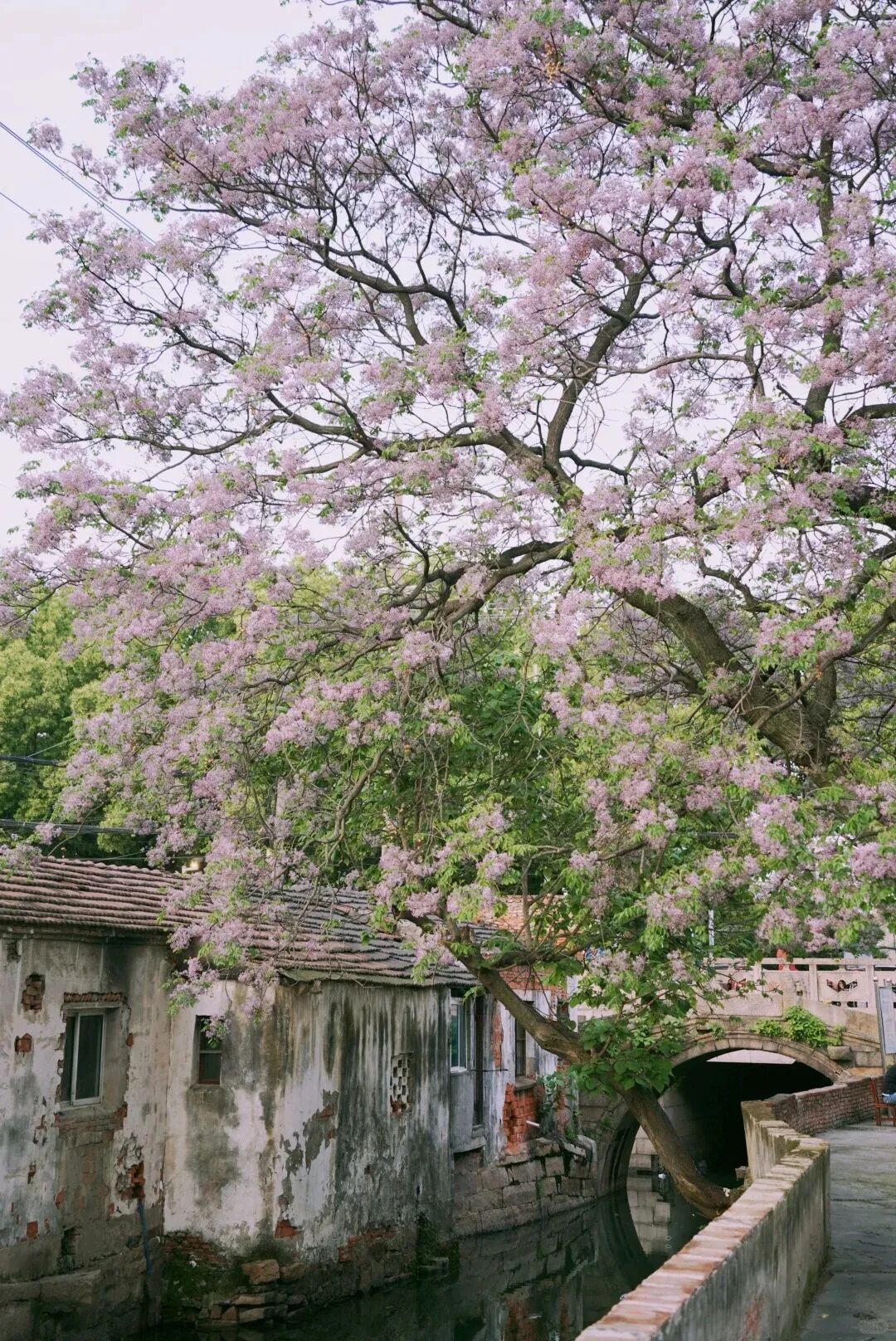 错过了楝花，就好像没好好和春天告别🌳_5_环岛旅行_来自小红书网页版.jpg