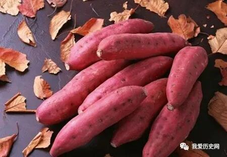 西红柿传入中国的朝代_西红柿什么时候传入中国_西红柿传入我国时间