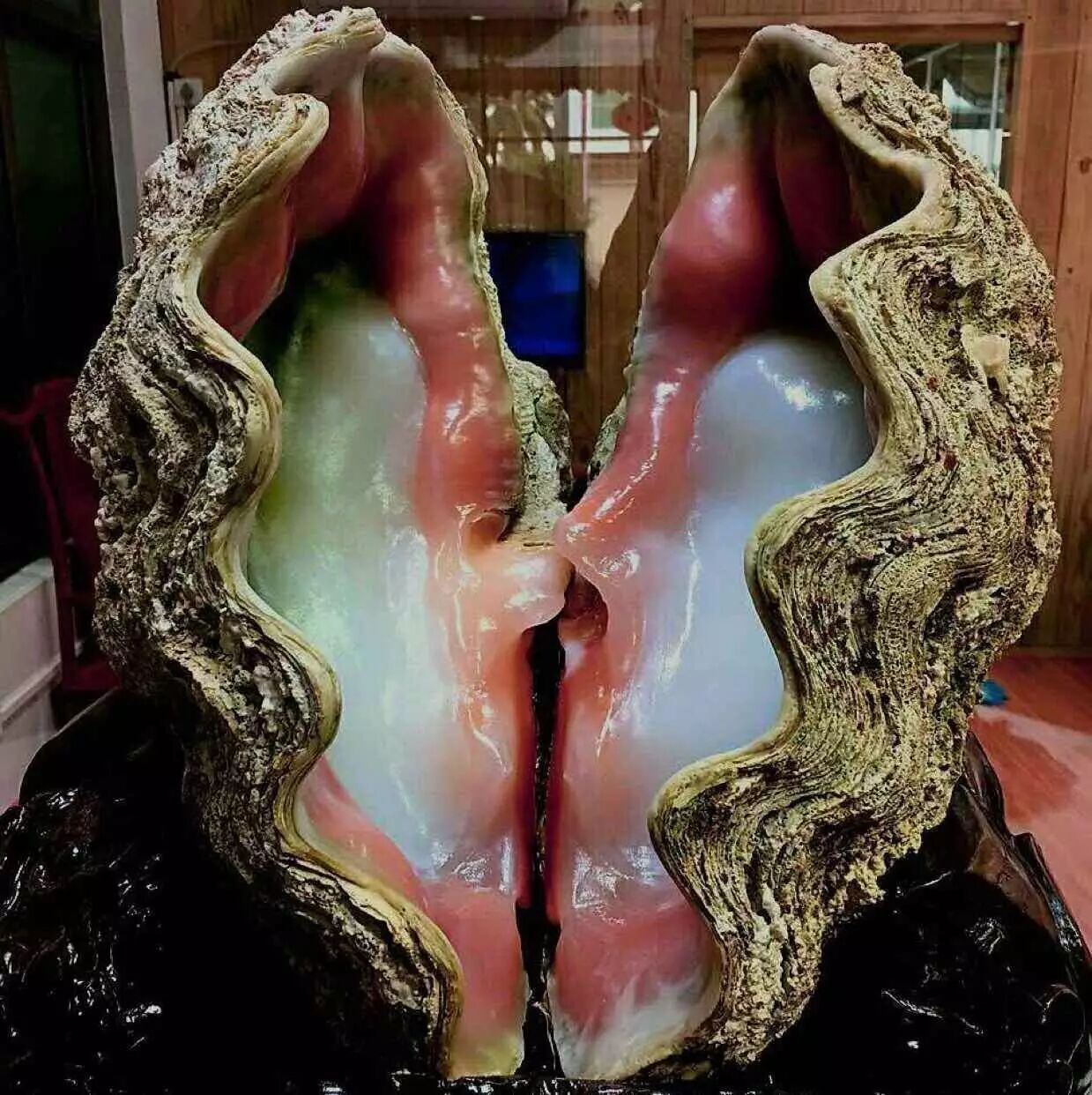 富有前景的海底玉——砗磲