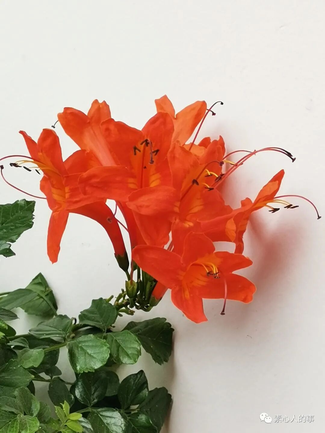 来吧 和我一起沾花惹草吧 全网搜