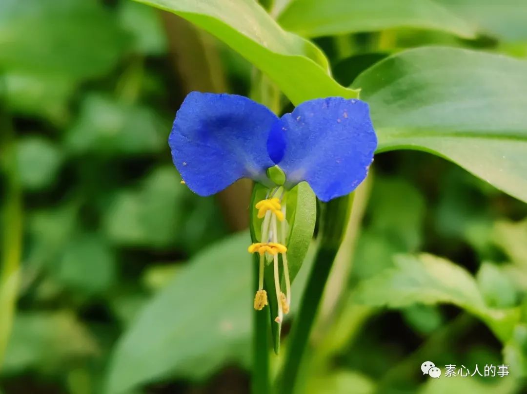 来吧 和我一起沾花惹草吧 全网搜