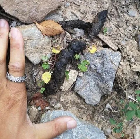 方舟微课堂回顾野生动物铲屎官日志