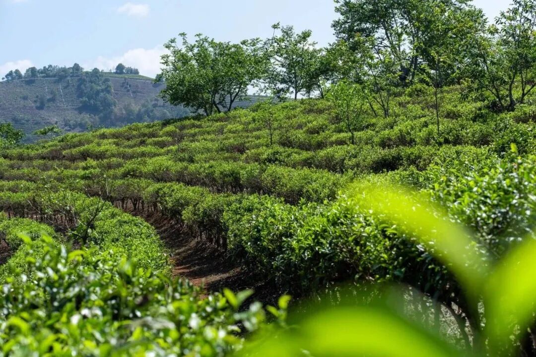 沧源县单甲乡的茶地。（来源沧源融媒）.jpg