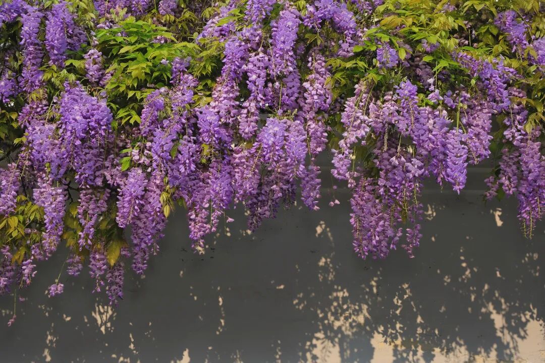 摄影作者：杨滢铢  摄影时间：2026年2月19日.jpg