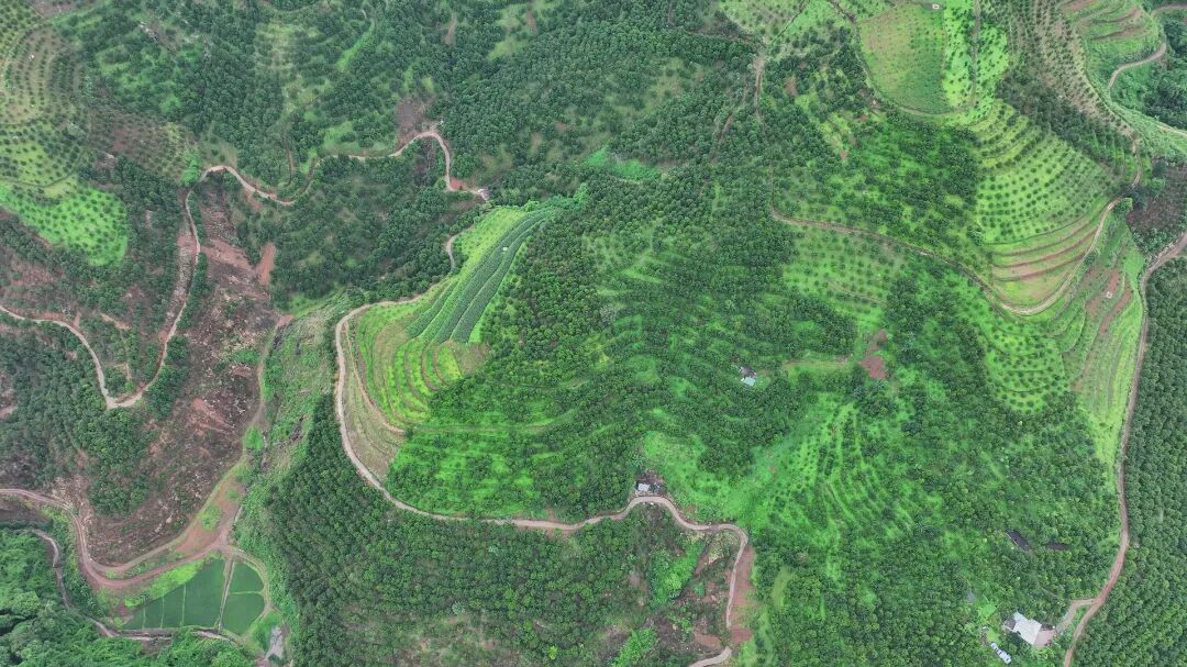 临沧坚果种植基地 2025年9月拍摄 (7).jpg