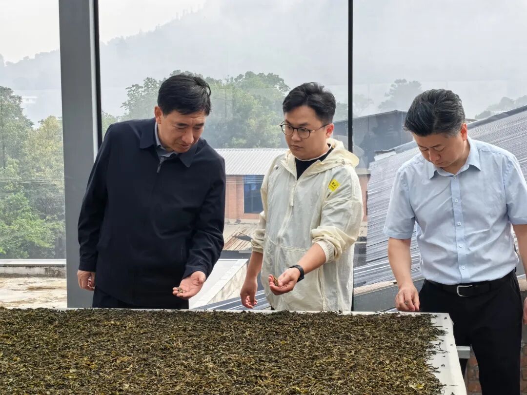 杜建辉在‌双江午壹茶业有限公司了解春茶生产销售情况.jpg
