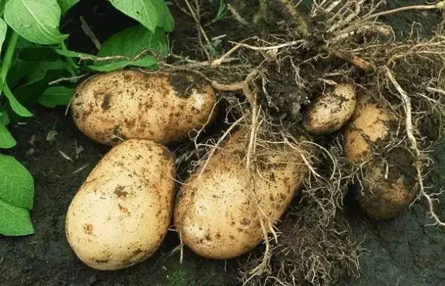 郭力話健康：土豆就是最好的藥，關鍵看怎麼吃 健康 第2張