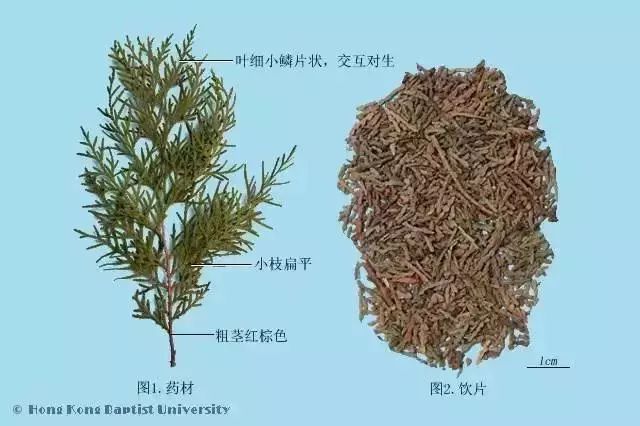 每天最少学一味中药 侧柏叶 哈尔滨盈智教育 微信公众号文章阅读 Wemp