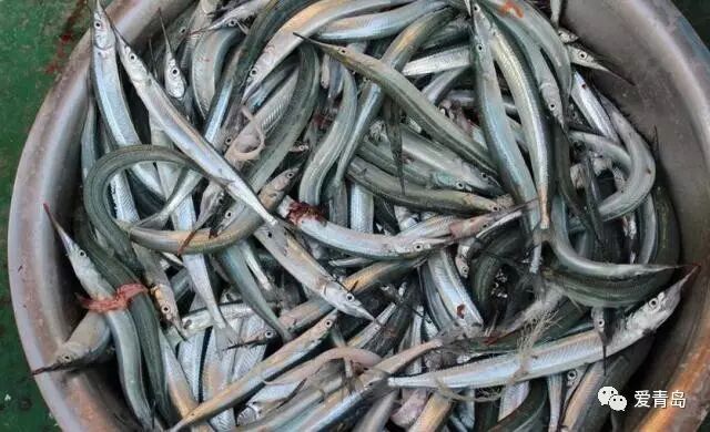 一年只能吃一次 针良鱼上市啦!