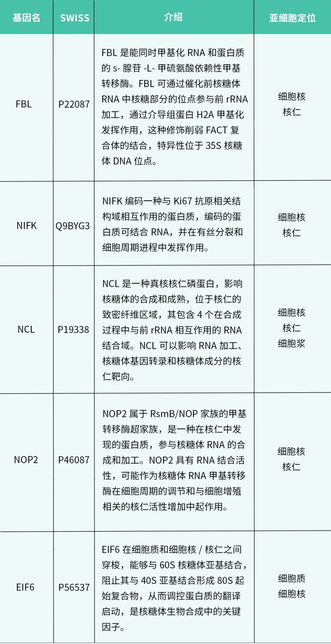 核仁標志物相關標志物