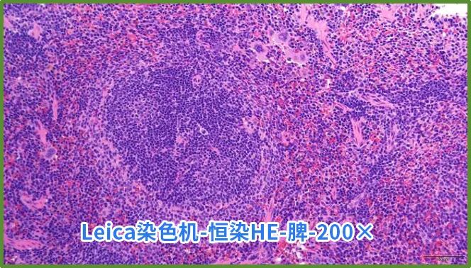 染色液|夏日大作战