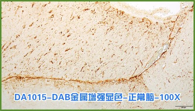 染色液|夏日大作战