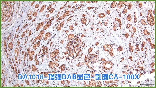 染色液|夏日大作战