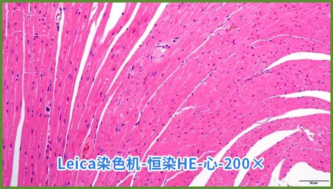 染色液|夏日大作战