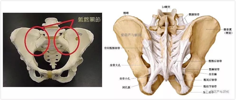 ​骶髂关节由骶骨侧面与双侧髂骨构成，关节面高低交错，其涉及到的韧带主要包括骨间韧带