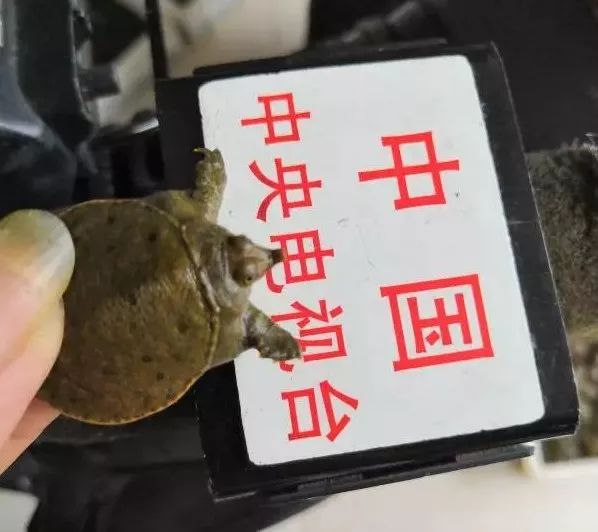 致富经甲鱼养殖技术视频_致富经甲鱼_致富经养甲鱼视频播放