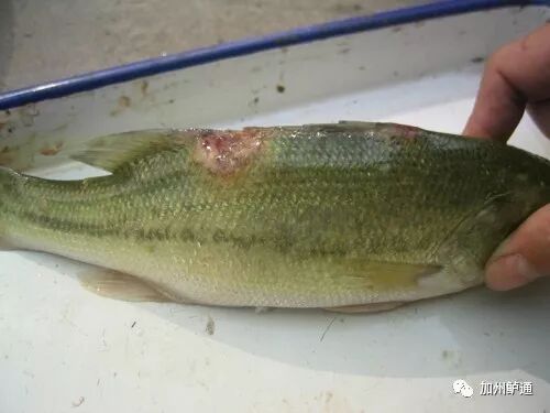 还因为 部分冰鲜鱼附带的细菌,病毒和重金属,药残 我感觉自己的体质